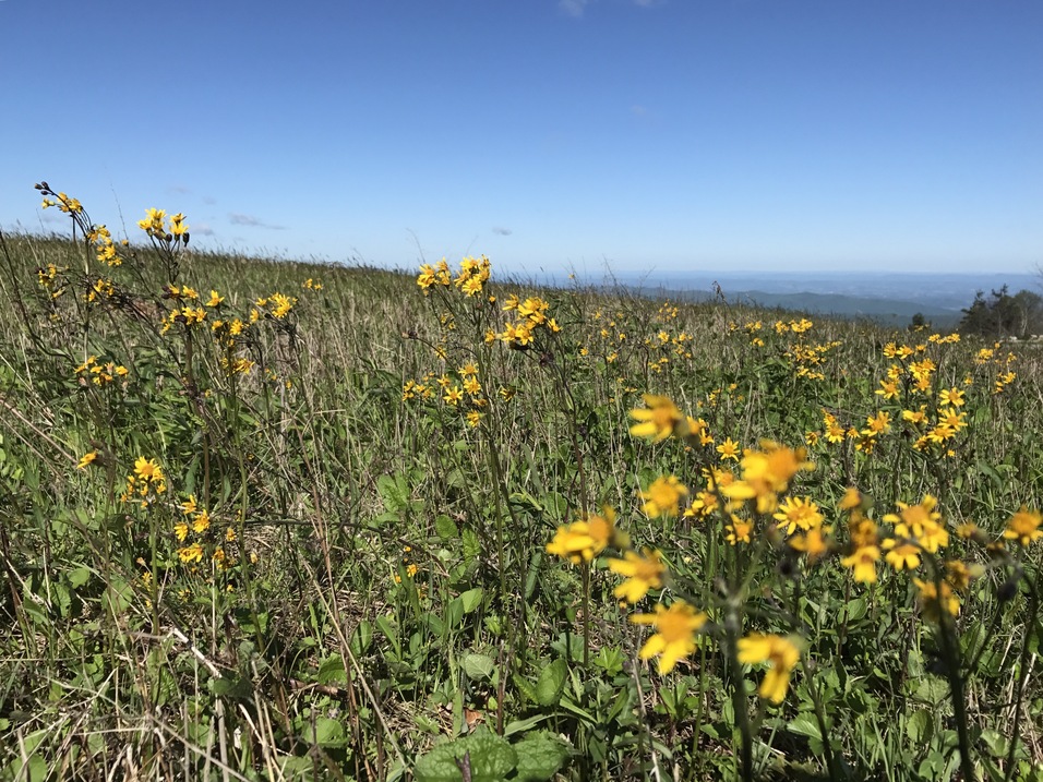 Weaverville, NC to Greasy Creek Campsite: Days 29-33